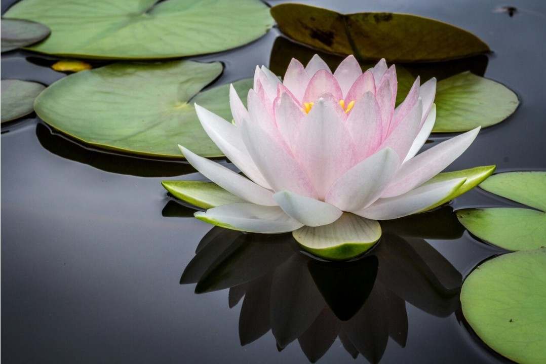 Yoga voordelen